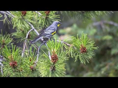 소나무야 캐럴송